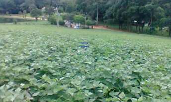 Imagem 4: CHÁCARA 12 MIL M² CONTENDA DOCUMENTOS OK. ESCRITURA E REGISTRO, PLANTIO LAVOURA FRENTE PAR