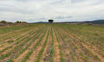 Imagem 3: Fazenda de 154 alqueires goianos plantando 100 alqueires