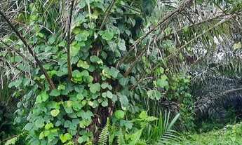 Imagem 6: Fazenda/Sítio/Chácara para venda tem 4500 hectares - Moju - PA