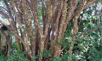 Imagem 4: Casa 3 dormitórios com piscina no Pq das Universidades - Campinas