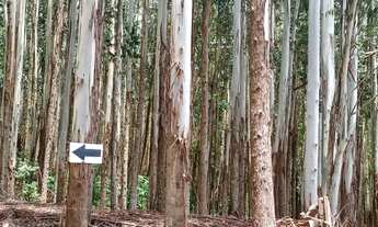 Imagem 7: Sítio 5 Alqueires(Vendo Só a Madeira) Eucaliptos 13 Anos 72mil por Alqueire,Fácil Acesso,7