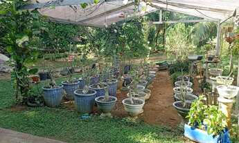 Imagem 5: Sítio na estrada de Manacapuru km62