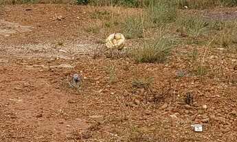 Imagem 3: Vendo lote 200mt o