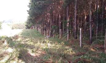 Imagem 4: Permuto floresta de pinus de 10,5 alqueires com 18 anos por imóvel em Curitiba