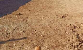 Imagem 2: Lote bairro independência