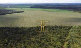 Imagem 5: Fazenda 132,5 Alqueires, Palmas, TO