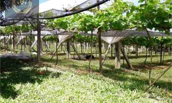 Imagem 5: Chácara com 4 dormitórios à venda, 20000 m² por R$ 4.850.000,00 - Cidade Nova - Ivoti/RS