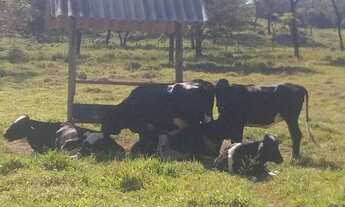Imagem 3: Fazenda localizada a 40km de Pará de Minas