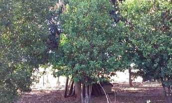 Imagem 5: Vendo produtiva Chácara, Assentamento Vale Verde Jaraguari - MS, 8. hectares