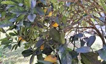 Imagem 3: Lindo Terreno Terreno / lote com venda por R$120.000