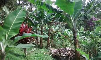 Imagem 4: Chacara 20.000m2 em Juquitiba