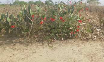 Imagem 7: Casa no interior