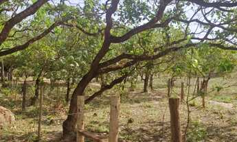 Imagem 2: Chácara 6 hectares