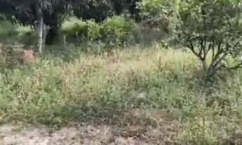 Imagem 6: Casa Grande Com Sítio