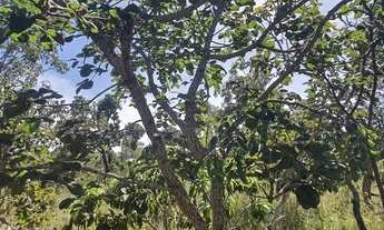 Imagem 2: Fazenda/Sítio/Chácara para venda tem 10000 metros quadrados em Planaltina - Brasília - DF