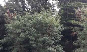 Imagem 4: Kitnet/Conjugado para venda possui 25 metros quadrados em Cascadura - Rio de Janeiro - RJ