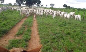 Imagem: Fazenda para Venda em São Domingos