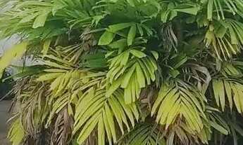 Imagem 5: Casa para locação em rua pública, OURO PRETO , Olinda, PE