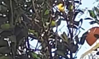 Imagem 3: Sitio 5,5 Alqueires[27 Hectares) 43 km major prates..energia Eletrica,Agua De Nascente