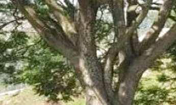 Imagem 5: TERRENO EM CONDOMÍNIO - MOINHO DE VENTO - SP