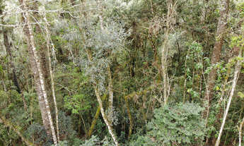 Imagem 6: Terreno à Venda no Capivari - Campos do Jordão/SP