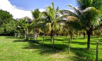 Imagem 4: VENDO EXCELENTE ÁREA