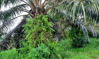 Imagem 3: Fazenda/Sítio/Chácara para venda tem 4500 hectares - Moju - PA