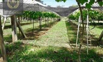 Imagem 4: Chácara com 4 dormitórios à venda, 20000 m² por R$ 4.850.000,00 - Cidade Nova - Ivoti/RS