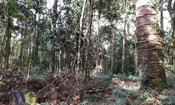 Imagem 4: Chácara para Venda em Campo Largo, Fazendinha