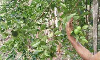 Imagem 3: Sitio a venda Chácara com venda por R$150.000