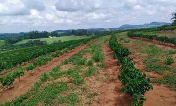Imagem 4: Sítio 55 mil pés de café mecanizaveis