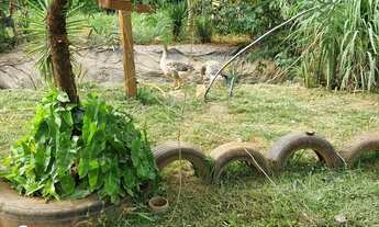 Imagem: Mini chacara linda