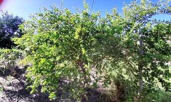 Imagem 6: Mini Chácara Chácara com venda por R$45.000