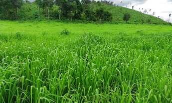 Imagem 2: Fazenda para Venda em Dianópolis