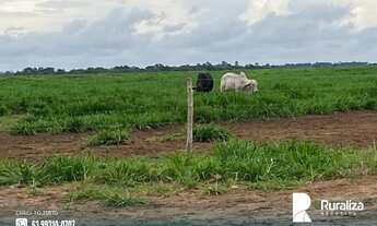 Imagem 7: Fazenda com dupla aptidão e 730,02 hectares na região de Guaraí - TO