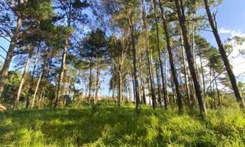 Imagem 6: São Roque - Terreno Padrão - Jardim Boa Vista