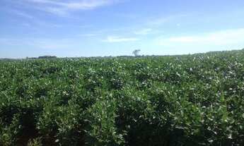 Imagem 2: Fazenda para Venda em Santa Rosa do Tocantins