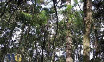 Imagem 5: Chácara para Venda em Campo Largo, Fazendinha