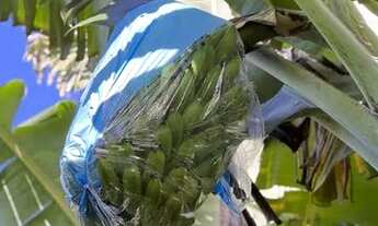 Imagem 3: Vendo Bananal de banana Branca