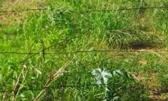 Imagem: Terreno à venda São José do Rio preto.Tanabi