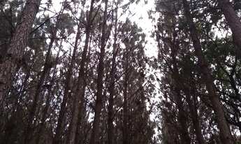 Imagem 5: Permuto floresta de pinus de 10,5 alqueires com 18 anos por imóvel em Curitiba