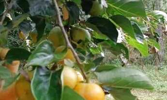 Imagem 7: Chácara reservada Acrisio Prates