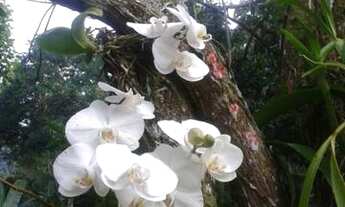 Imagem 6: Excelente Sítio no Recanto Boa Vista, Praia de Mauá - Magé/RJ