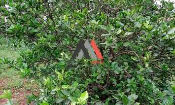 Imagem 2: Excelente chácara de 3000m²