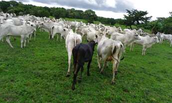 Imagem 7: Fazenda Extra - Cocalinho (MT