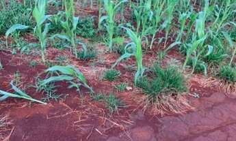 Imagem 5: Fazenda para Venda em Santa Rita do Tocantins