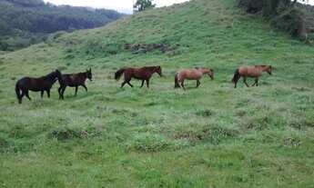 Imagem 4: Fazenda/Sítio/Chácara para venda com 60000 metros quadrados com 2 quartos