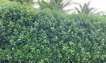 Imagem 5: Sobrado para 2 famílias