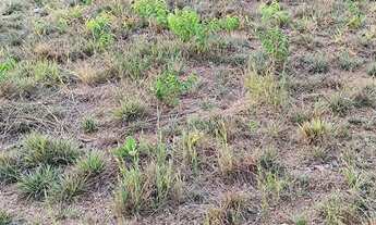 Imagem 6: Vendo dois Lotes no grenville!