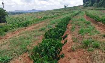 Imagem 5: Sítio 55 mil pés de café mecanizaveis